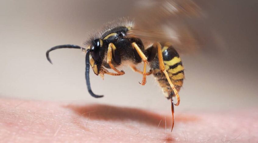 european wasp sting