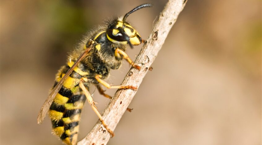 how to get rid of european wasps effectively