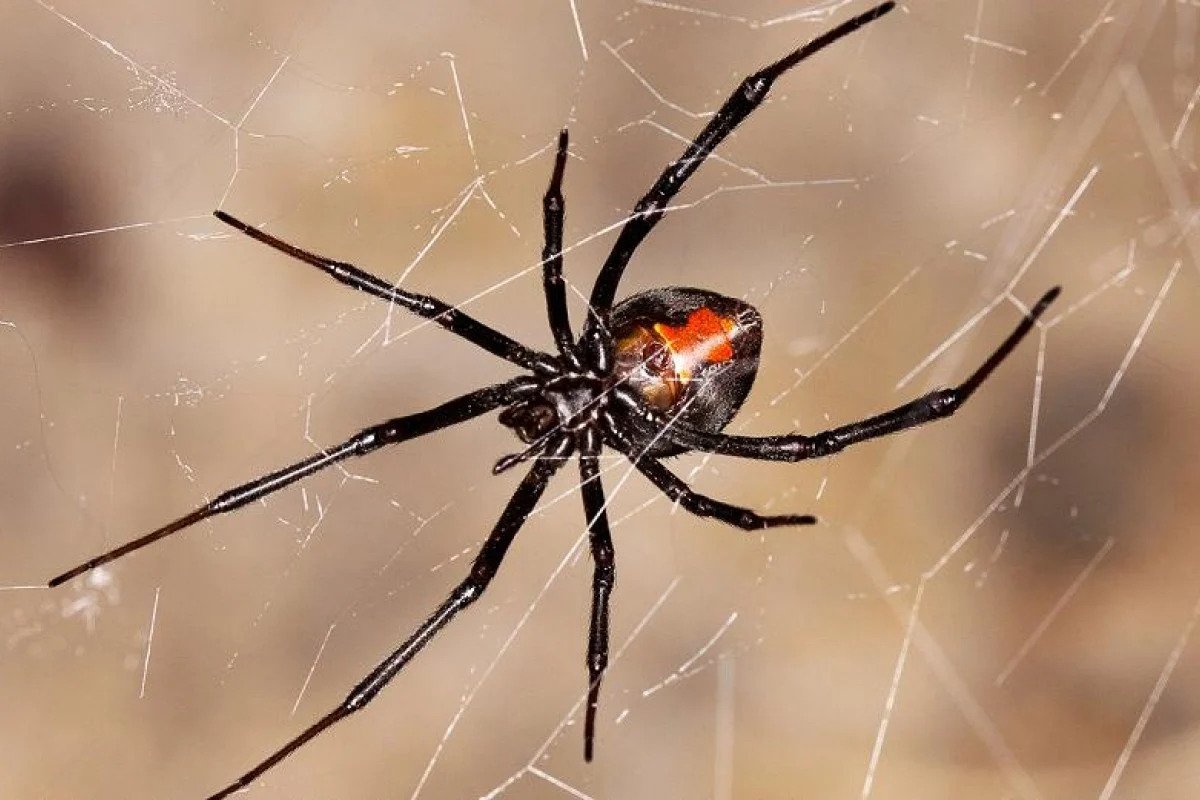 how to get rid of red back spiders