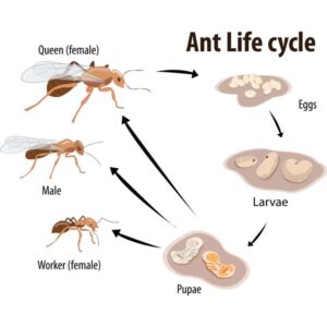 Ant Life Cycle