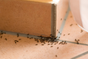 ants common house pests in Australia