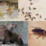 common house pests in australia