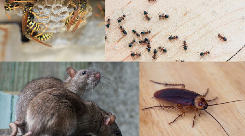 common house pests in australia