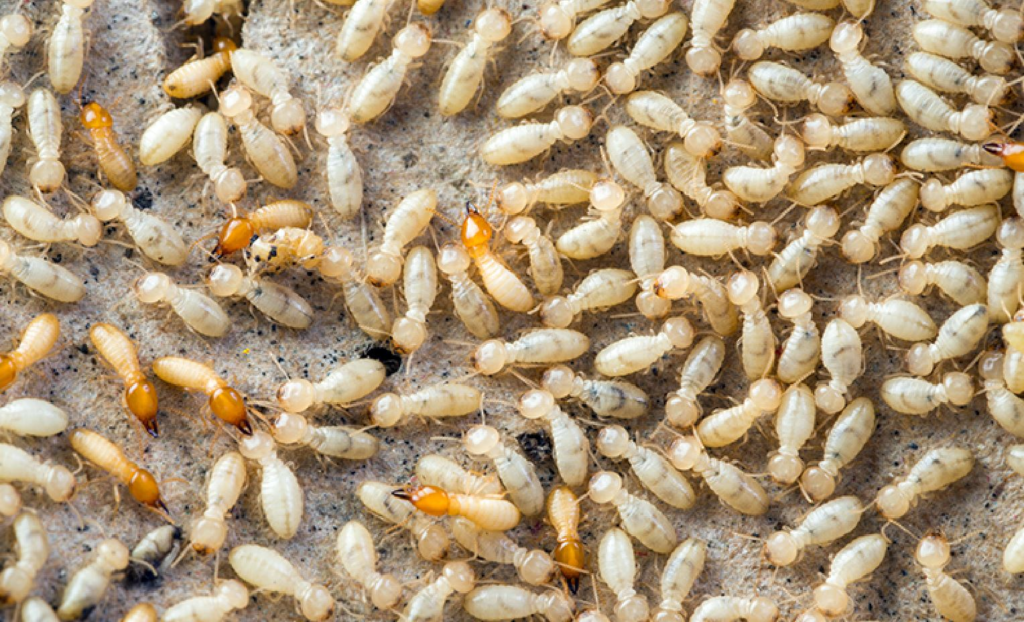 termites common house pests in australia