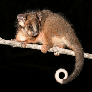 common ringtail possum removal