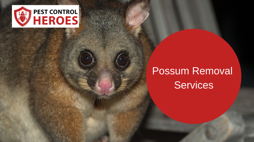 possum removal banner image