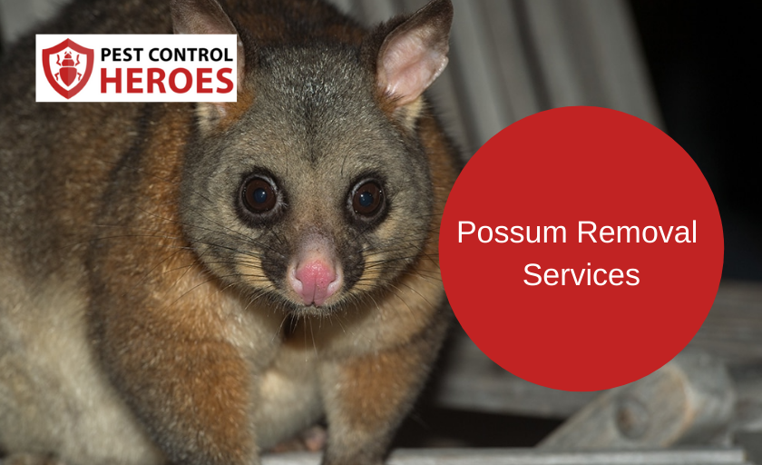 possum removal banner image