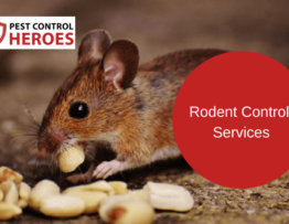 rodent control banner image