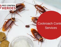 cockroach control banner image