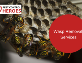 wasp removal banner image