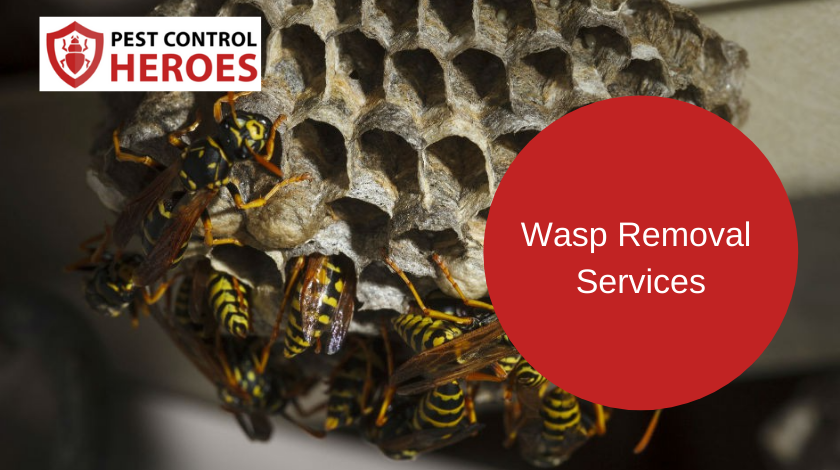 wasp removal banner image
