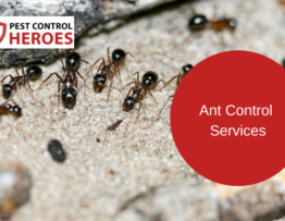 ant control banner image