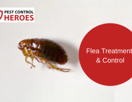 flea treatment control
