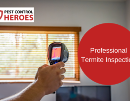 professional termite inspection