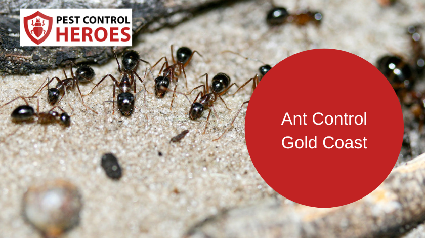 ant control gold coast